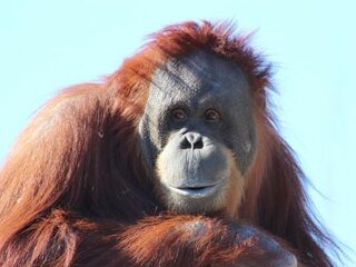 Nieuw ontdekte mensaap al ernstig bedreigd