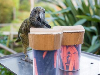 Deze papegaaien trappen niet in de dubbele bodem van een fles