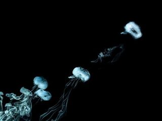 Rookkringetjes eindelijk wetenschappelijk verklaard