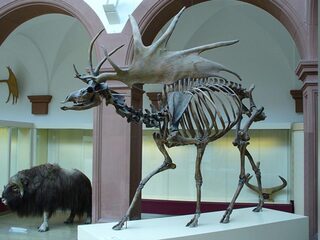 Voedselresten in de fossiele kies van een reuzenhert