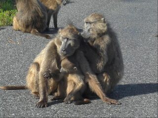 Dus jij dacht dat apen elkaar ontvlooien? Lariekoek