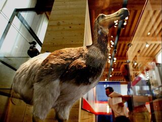 Het jaar 1698: waarom werd Manneken Pis voor het eerst aangekleed en hoe stierf de dodo uit?