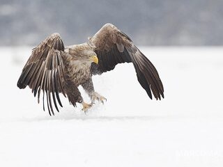 Vroege Vogels presenteert: de mooiste natuurbeelden en een nieuwe dierenpodcast