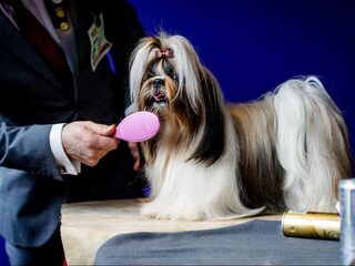 ‘Een hond die niet goed ademt, zal nooit winnen’