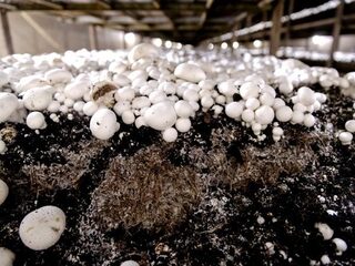 De meest dodelijke app ter wereld