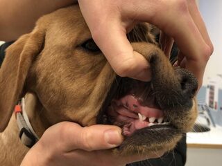 Poets jij de tanden van je huisdier al?