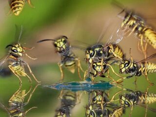 Tips tegen zoemende zomerbeestjes