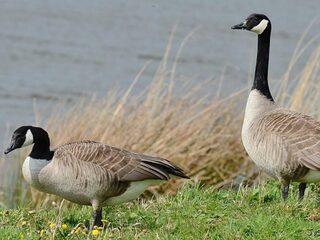 Beschermde Canadese gans wordt toch bejaagd