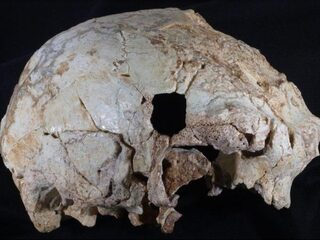 Ontdekking: 400.000 jaar oude schedel van mensachtige