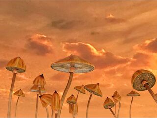 Trippen als therapie. Psychedelica, werkt het?