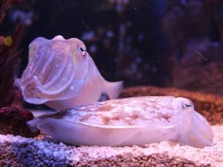 Inktvissen slagen voor de marshmallow-test