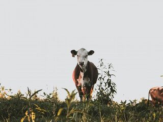 Boeren zijn toe aan duidelijkheid en consistent beleid