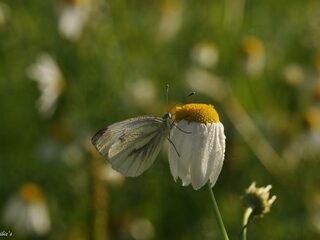 Hierom zie je nauwelijks vlinders in de tuin