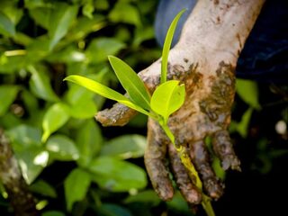 Vinden planten CO2-uitstoot eigenlijk wel fijn?