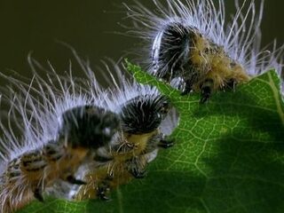 Mag je een natuurfilm 'faken'?
