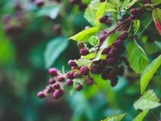 Eten we straks allemaal uit een voedselbos?