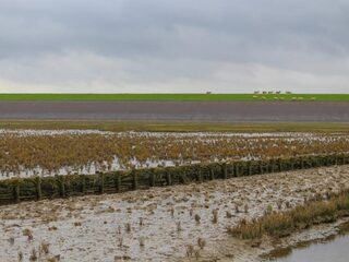 Natuur bij dijken heeft levens gered