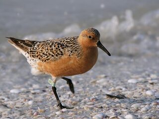 Ook vogels hebben een persoonlijkheid