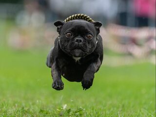 Hondenfokkers hebben last van fokshaming