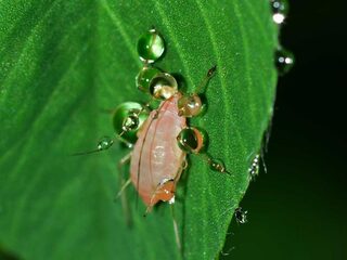 3 tips om van bladluis af te komen