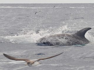 Dolfijnenonderzoek: in de toekomst ook in Nederland?