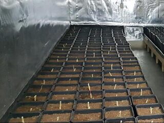 Nederlandse wietplantages overspoelen Europa