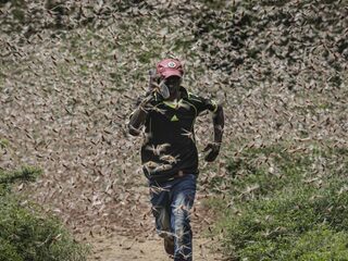 Sprinkhanenplaag van Bijbelse proporties zorgt voor noodtoestanden