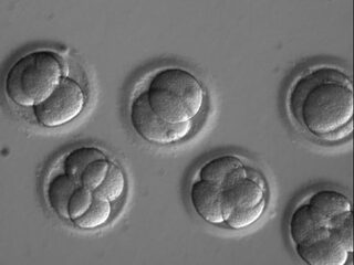 Enthousiaste reacties: menselijk embryo bevrijd van erfelijke ziekte