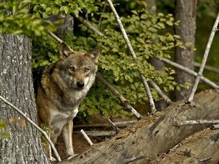 Wolvengehuil in Nederland primeur