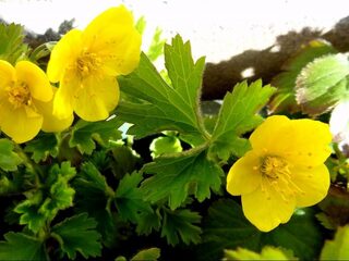 'Noem je dat maaien? Magere prutser!'