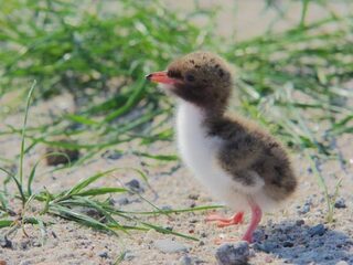 Nieuwe bewoners op het Marker Wad