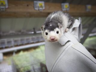 Domper voor nertsenfokker: bedrijf geruimd om coronavirus en gedwongen te stoppen