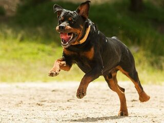 Specialist: ‘Honden vallen nooit zonder reden iemand aan’