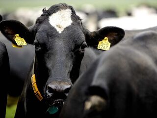 Minder eiwitrijk veevoer: 'Dit brengt dierengezondheid in geding'