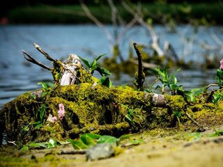 Zwemwater vaker vervuild met blauwalg