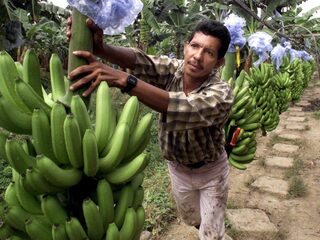 Colombia vervolgt Chiquita's bananenbazen