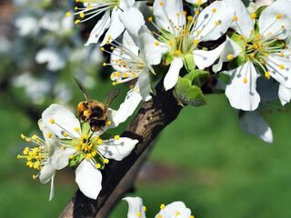 Zijn insectentattoos giftig voor je kinderen?