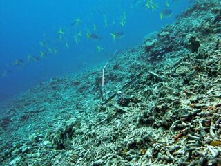 Het koraal sterft uit, is het Great Barrier Reef nog te redden?