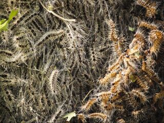 Minder wegzuigen, andere bomen, meer natuurlijke vijanden: de strijd tegen de eikenprocessierups