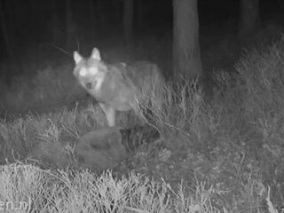 Eerste beelden van wolvenslachtoffer te zien