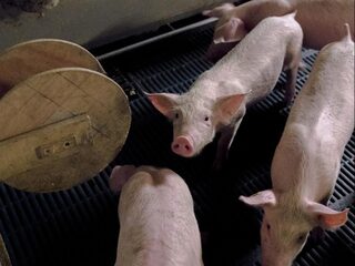 Kan een varken verbranden in de zon?