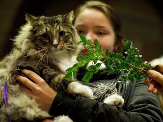 Podcast De Dag: waarom we vandaag geen dierendag moeten vieren