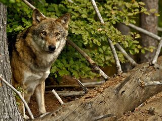 Wolf in Nederland: liever kwijt dan rijk?