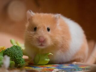 Hamsters helpen om oorzaken van chronische coronaklachten te vinden