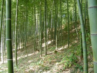 Bamboe is het bouwmateriaal voor een duurzame toekomst