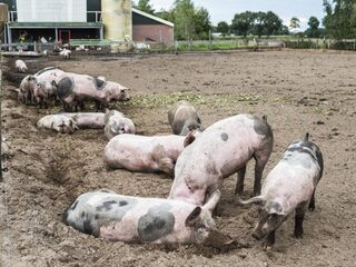Kabinet wil klimaatbos om stikstofuitstoot tegen te gaan