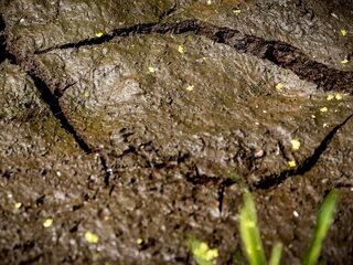 Hoe ernstig tast de droogte onze land- en tuinbouw aan?