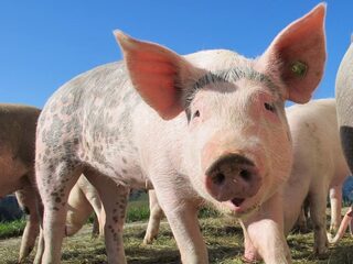 Ode aan het varken