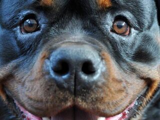 Stand.nl: Er ligt een beestachtig goed pakket aan maatregelen om het dierenwelzijn te verbeteren.