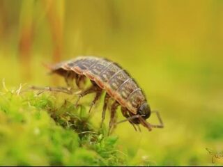 Waarom dit onderkruipseltje meer waardering moet krijgen
